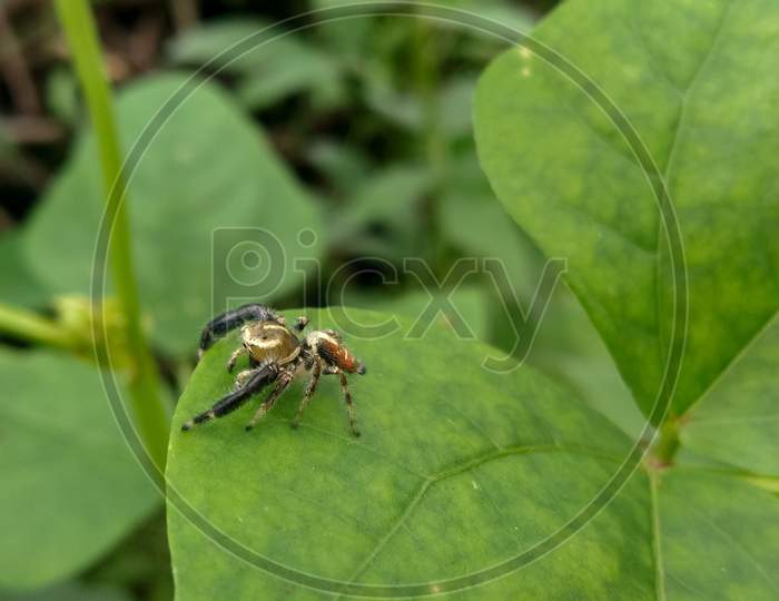 Spider on a green leaf