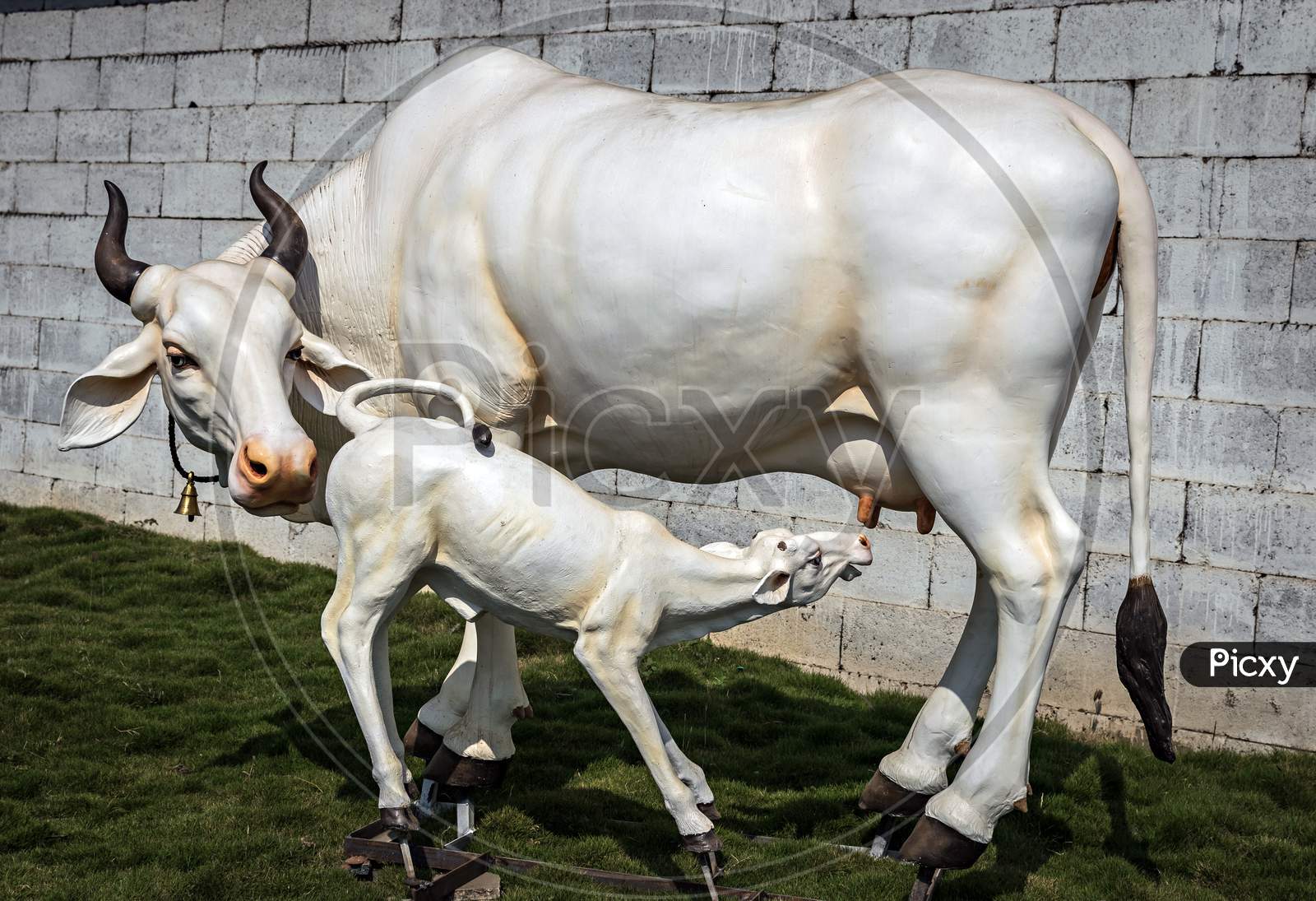 Beautifully Crafted Real-Size Sculpture Of A Cow Milking Her Calf In Pune.