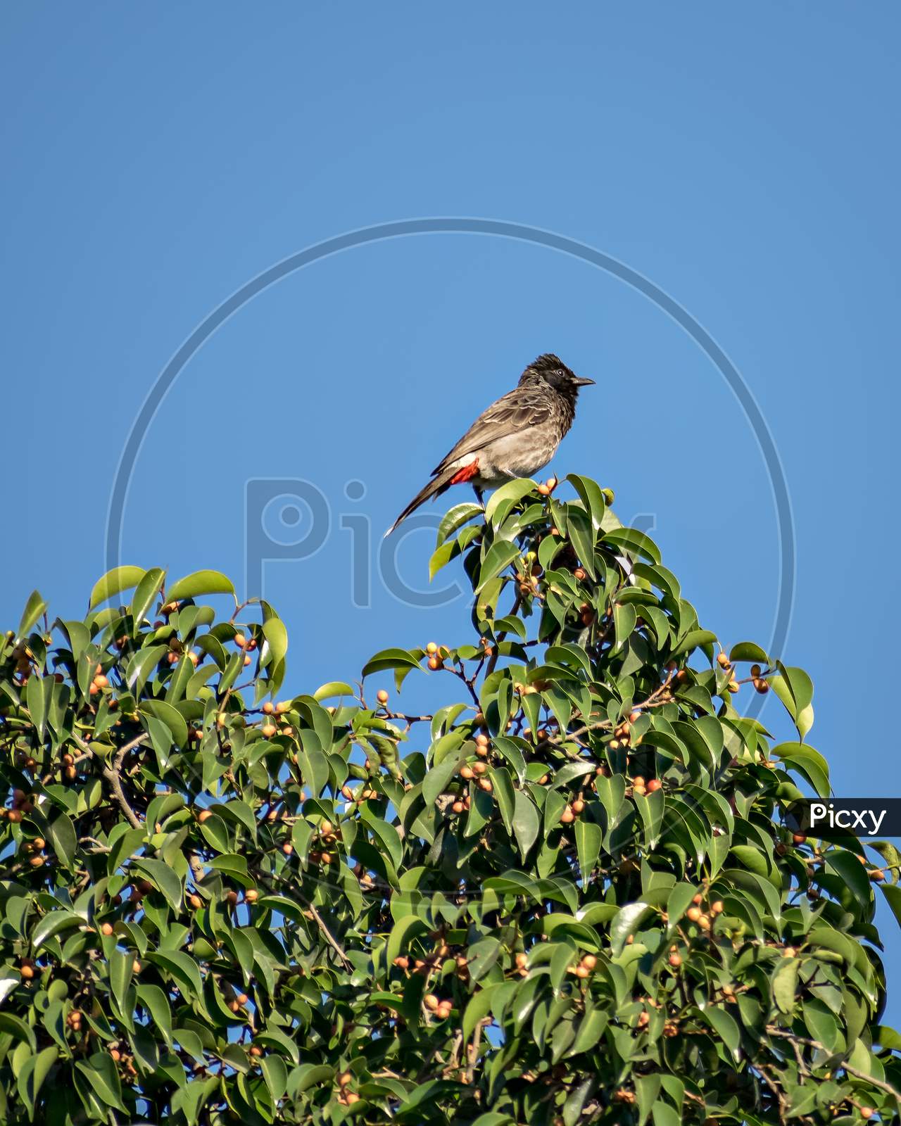 Red Vented Bulbul Sitting On Green Tree Leaves With Clear Blue Sky Background.