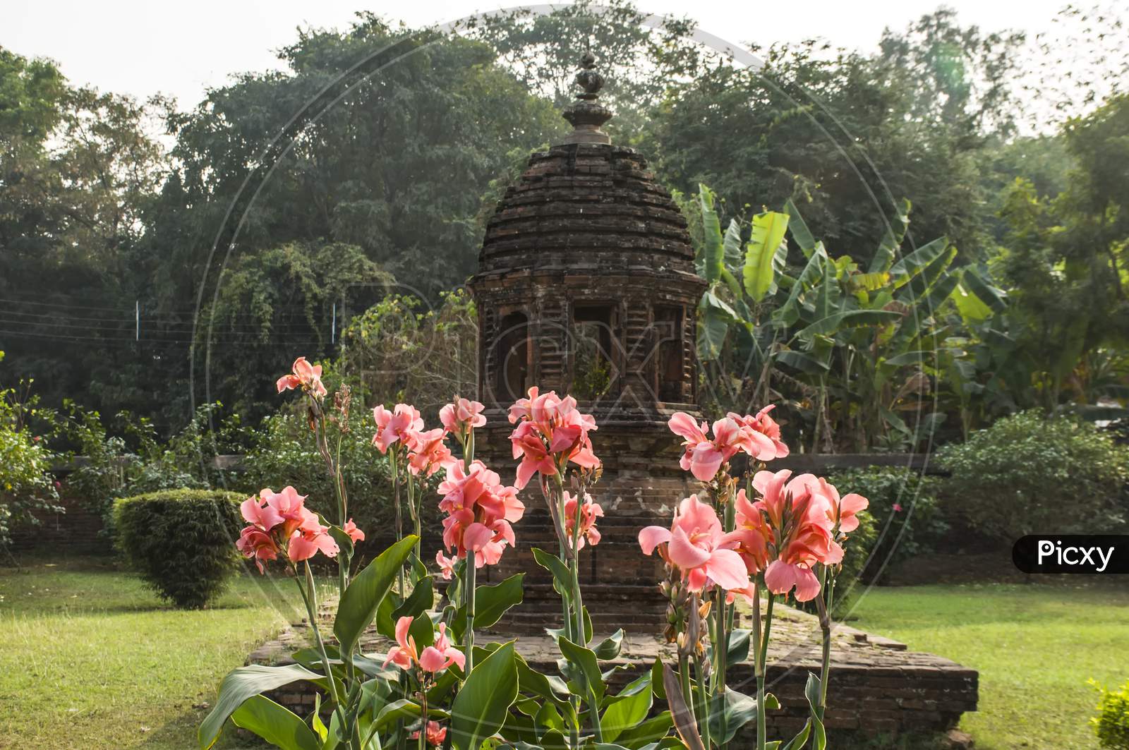The pink flowers in a temple in back drop.
