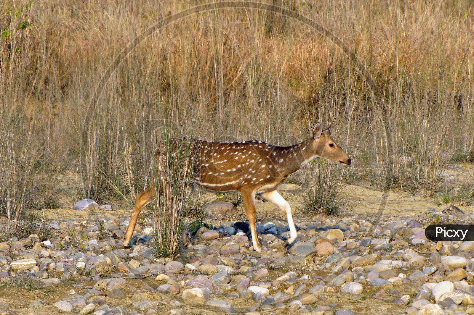 A Spotted Deer Is Moving On Rocks And Water Body In Search Of Water.