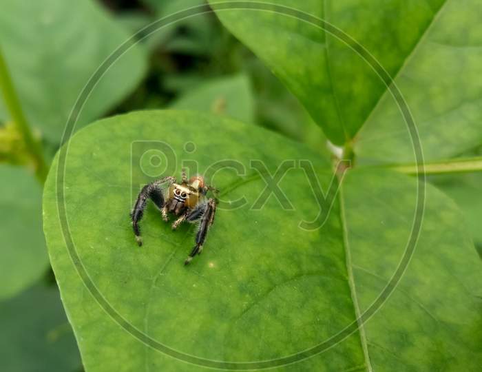 Spider on a leaf