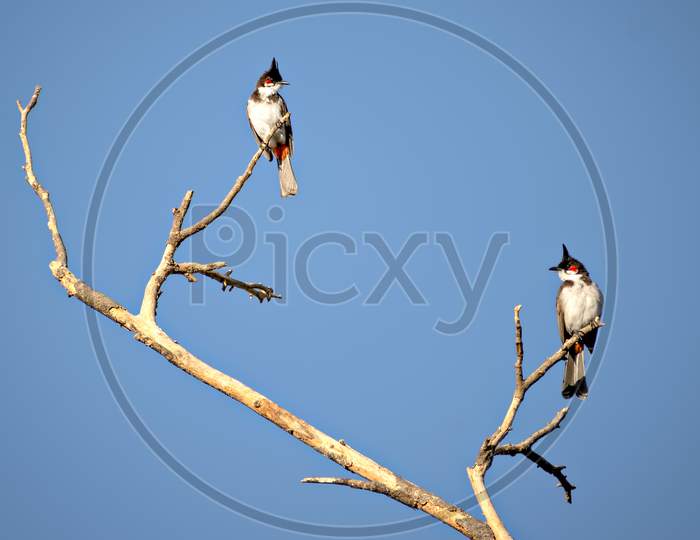 Two Red Vented Bulbul Sitting On Dry Tree Branch With Clear Blue Sky Background.