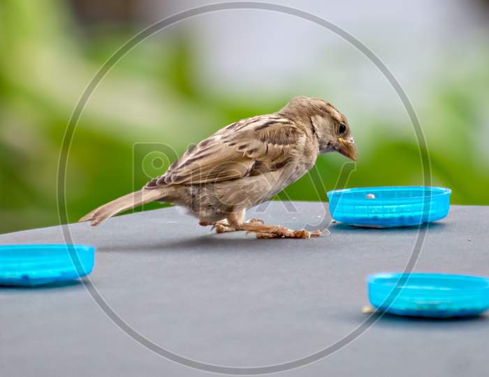 Isolated Image Of Female Sparrow On Wall Eating Food With Clear Green Background.