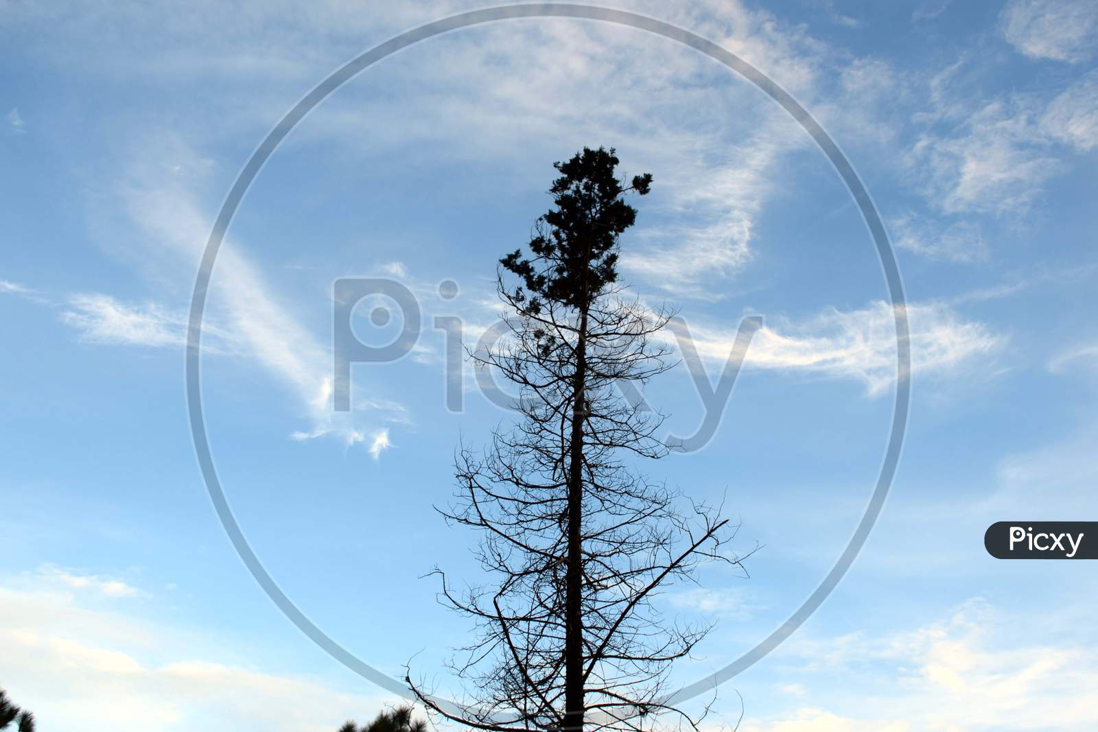 Beautiful Picture Of Tree And Blue Sky In Uttarakhand