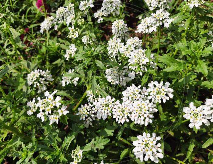 White Verbena flowers.