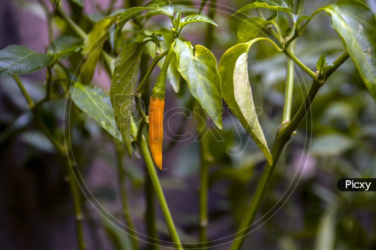 A chilli in the tree.