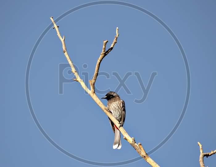 Red Vented Bulbul Sitting On Dry Tree Branch With Clear Blue Sky Background.