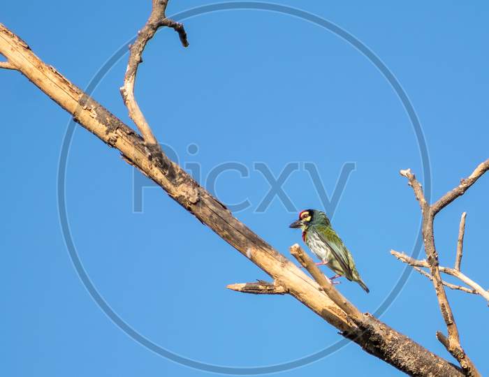 Isolated Image Of Copper Smith Barbet Bird, Sitting On A Dry Tree Branch .