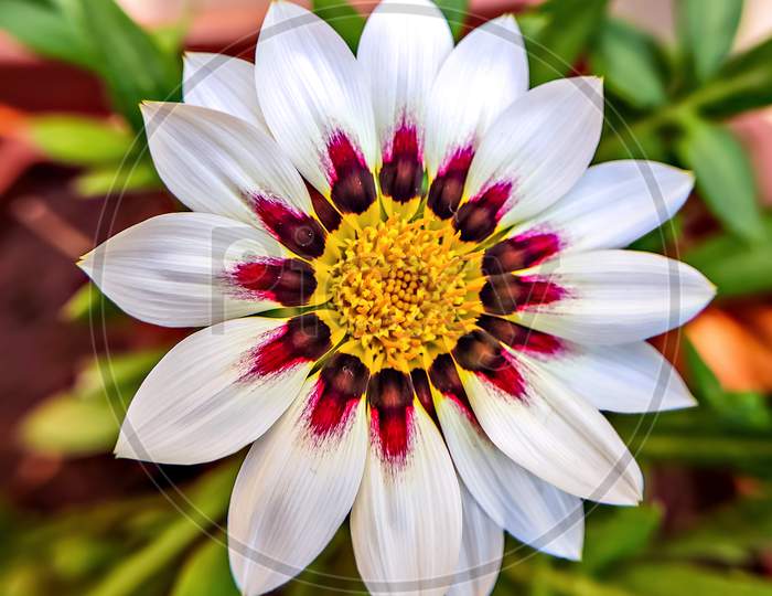 Isolated, Close-Up Image Of White & Pink Petals Of Gazania Flower With Yellow Center.