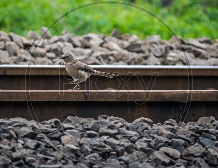 Isolated Image Of Common House Sparrow Passeridae Walking On The Railway Line.