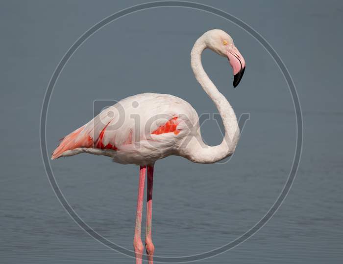Lone Greater Flamingo