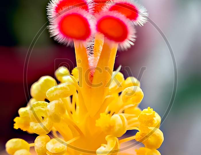 Isolated,Extreme.Close-Up Of Pollen Grains On Stigma Of Orange Hibiscus Flower.
