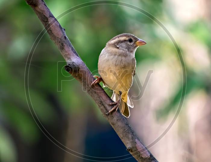 Isolated Image Of A Female Sparrow On Tree Branch With Clear Green Background.