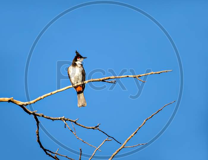 Red Vented Bulbul Sitting On Dry Tree Branch With Clear Blue Sk