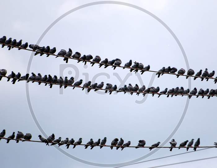 Pigeons gather on electric cables during the monsoon rain in Ajmer on August 26, 2020.