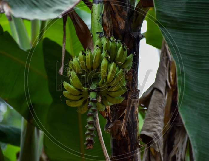 Bunch Of Fresh Raw Green Bananas In The Garden. Banana Tree Background.