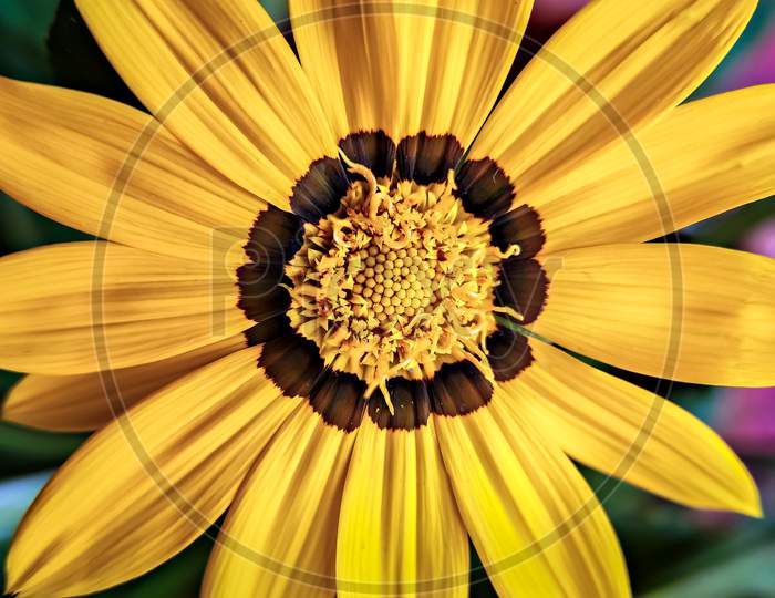 Isolated, Close-Up Image Of Yellow & Brown Petals Of Gazania Flower With Yellow Center.