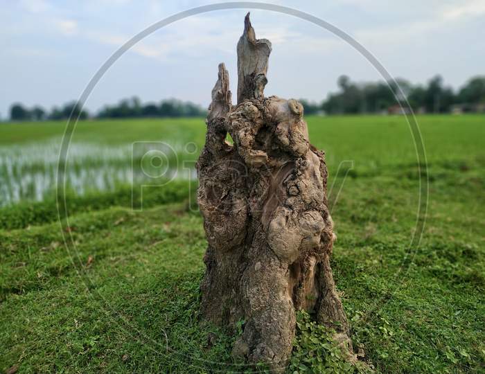 Alone Tree Cut Grass Field Stock Photos. This Is Taken In India By Vishal Singh