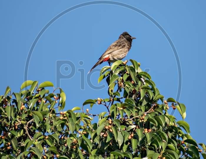 Red Vented Bulbul Sitting On Green Tree Leaves With Clear Blue Sky Background.