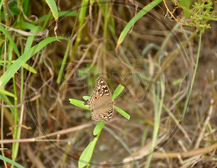 The Small Beautiful Brown Butterfly Hold On Grass Plant.