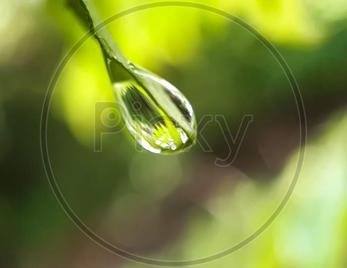 Drops Of Water Are Falling Under The Leaves Of The Green Tree And The Light Is Being Reflected.