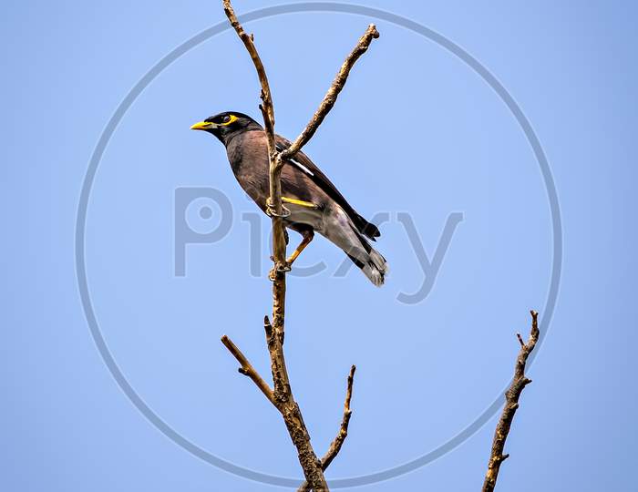 Common Myna Bird Sitting On A Dry Tree Branch With Clear Blue Sky Background.