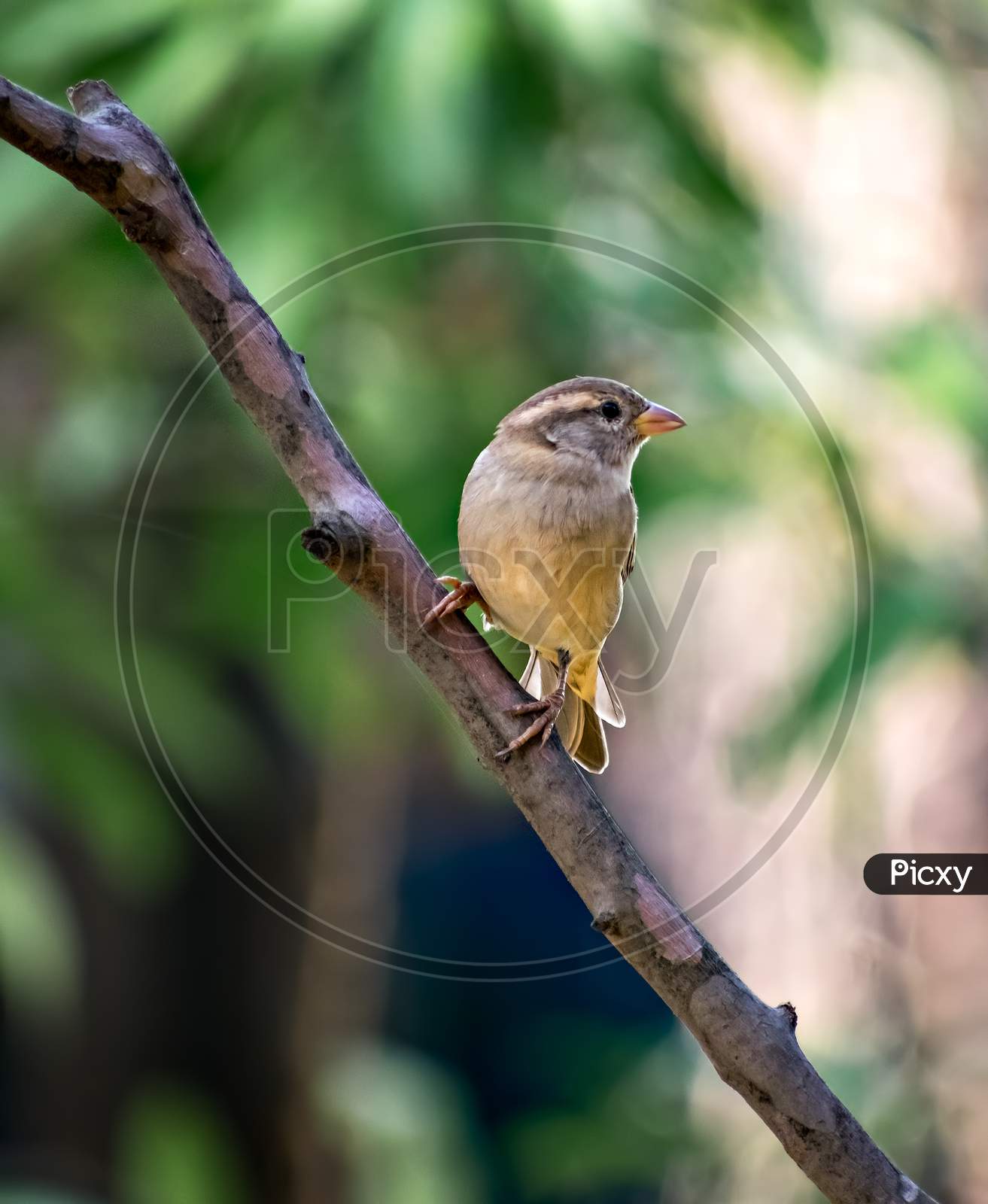 Isolated Image Of A Female Sparrow On Tree Branch With Clear Green Background.