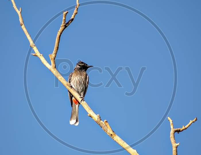 Red Vented Bulbul Sitting On Dry Tree Branch With Clear Blue Sk