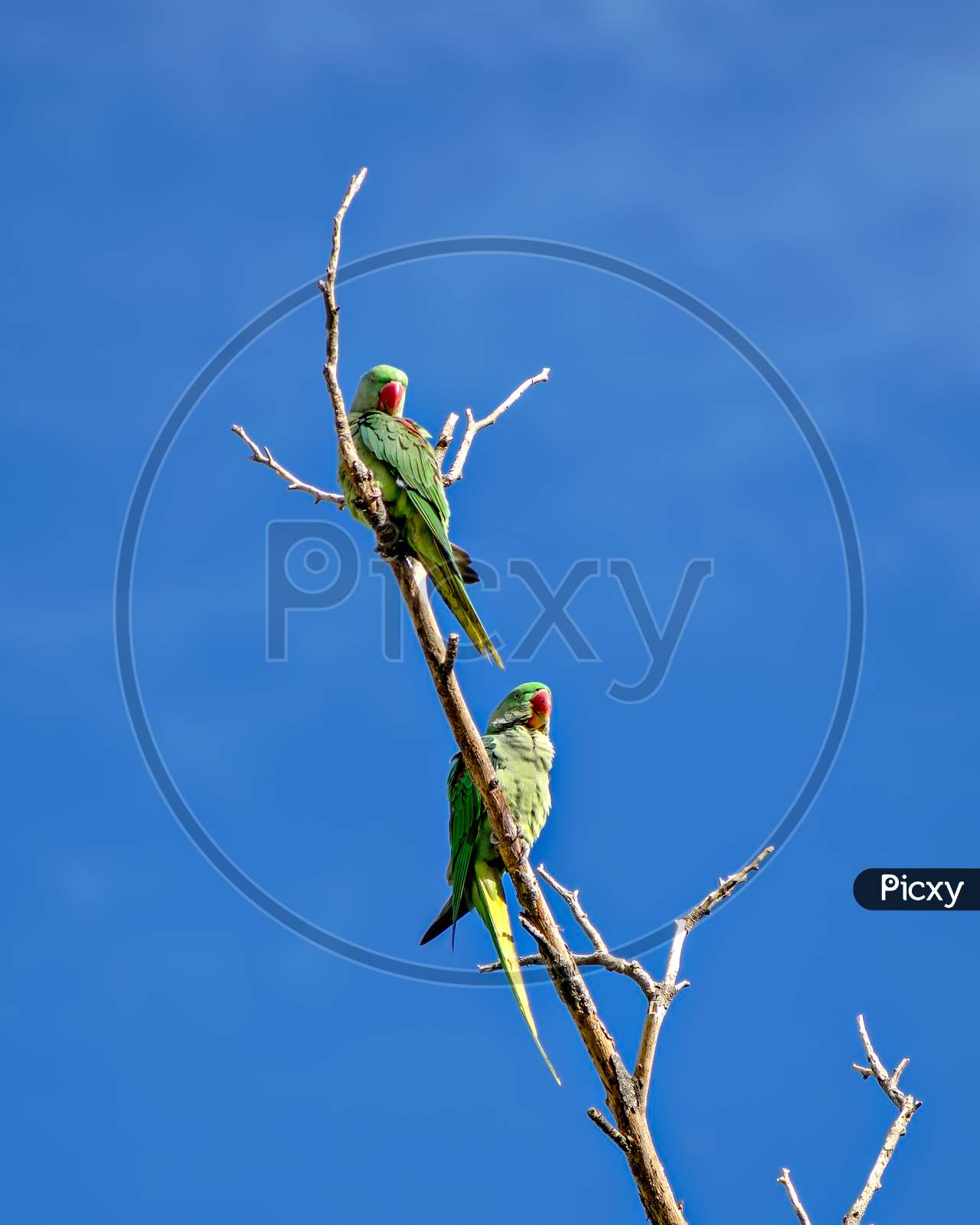 Two Indian Ring-Necked Parrot Sitting On Dry Tree Branch.