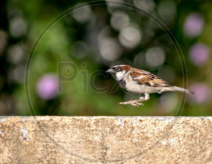 A Male Sparrow Jumping In Air On Wall With Clear Background.
