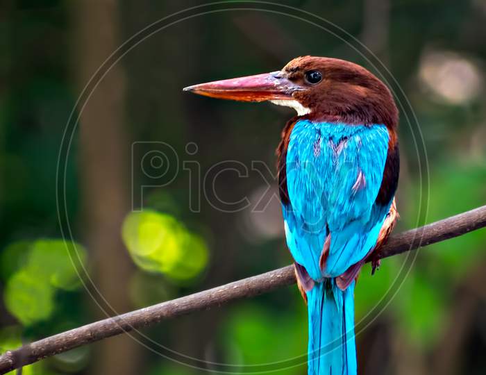 Brightly Blue Colored Indian Kingfisher Bird Sitting On A Dry Tree Branch.