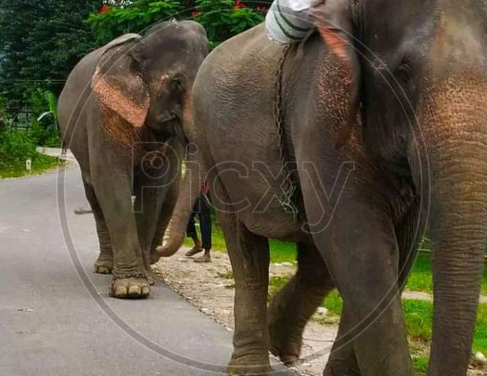 Elephant walking on road