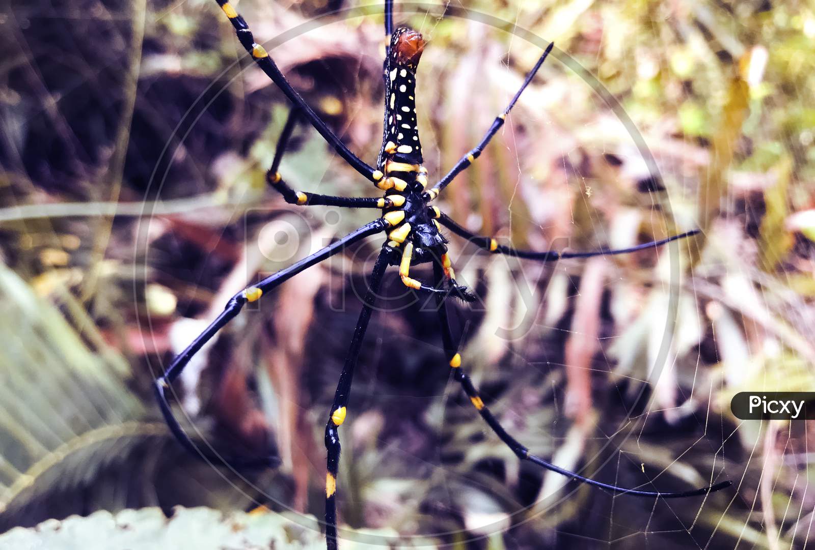 Large Tropical Spider -Nephila. Spider And Spider Web . A Black And Yellow Colour Spider Close Up Shot, Black Spider, Macro Picture,Natural Background, Colorful Big Spiders In Nature, Copy Space .