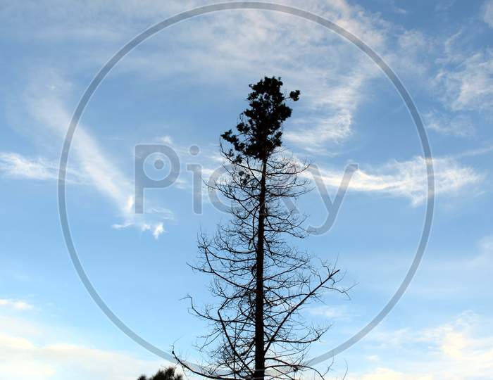 Beautiful Picture Of Tree And Blue Sky In Uttarakhand