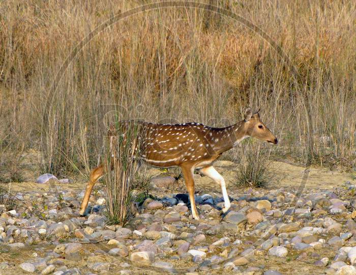 A Spotted Deer Is Moving On Rocks And Water Body In Search Of Water.