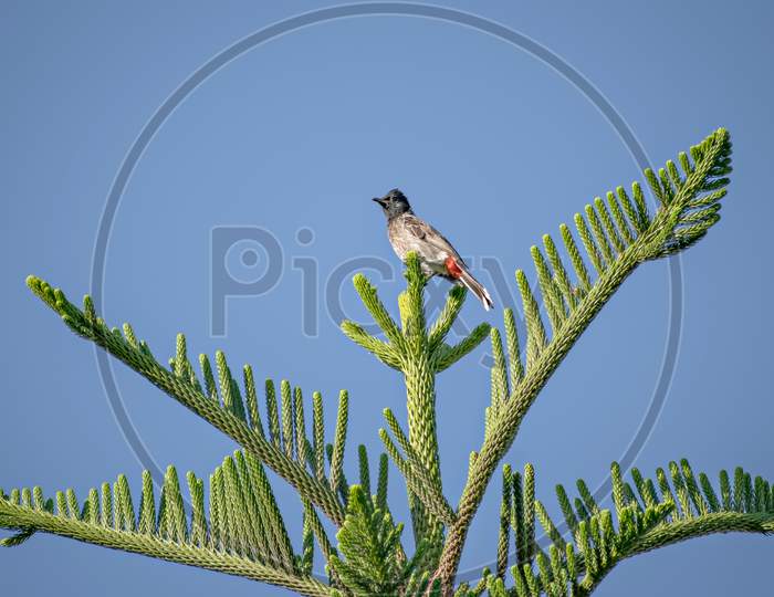 Red Vented Bulbul Sitting On Attractive Juniper Tree Branch Leaves With Clear Blue Sky Background.