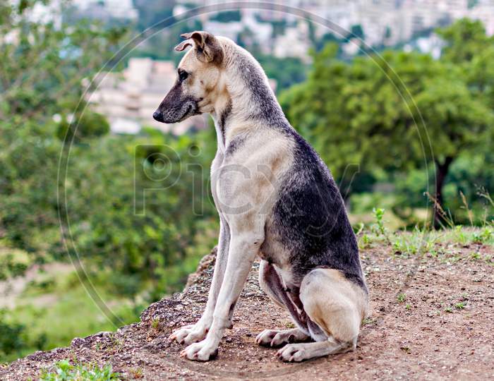 Alert Gray, Black Dog In Alert Position Sitting On The Hill.