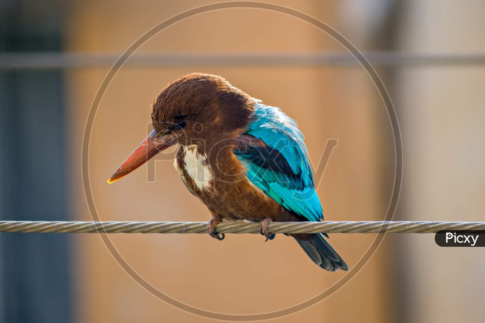 Brightly Colored Kingfisher Or Alcedinidae , Sitting On An Electric Wire.