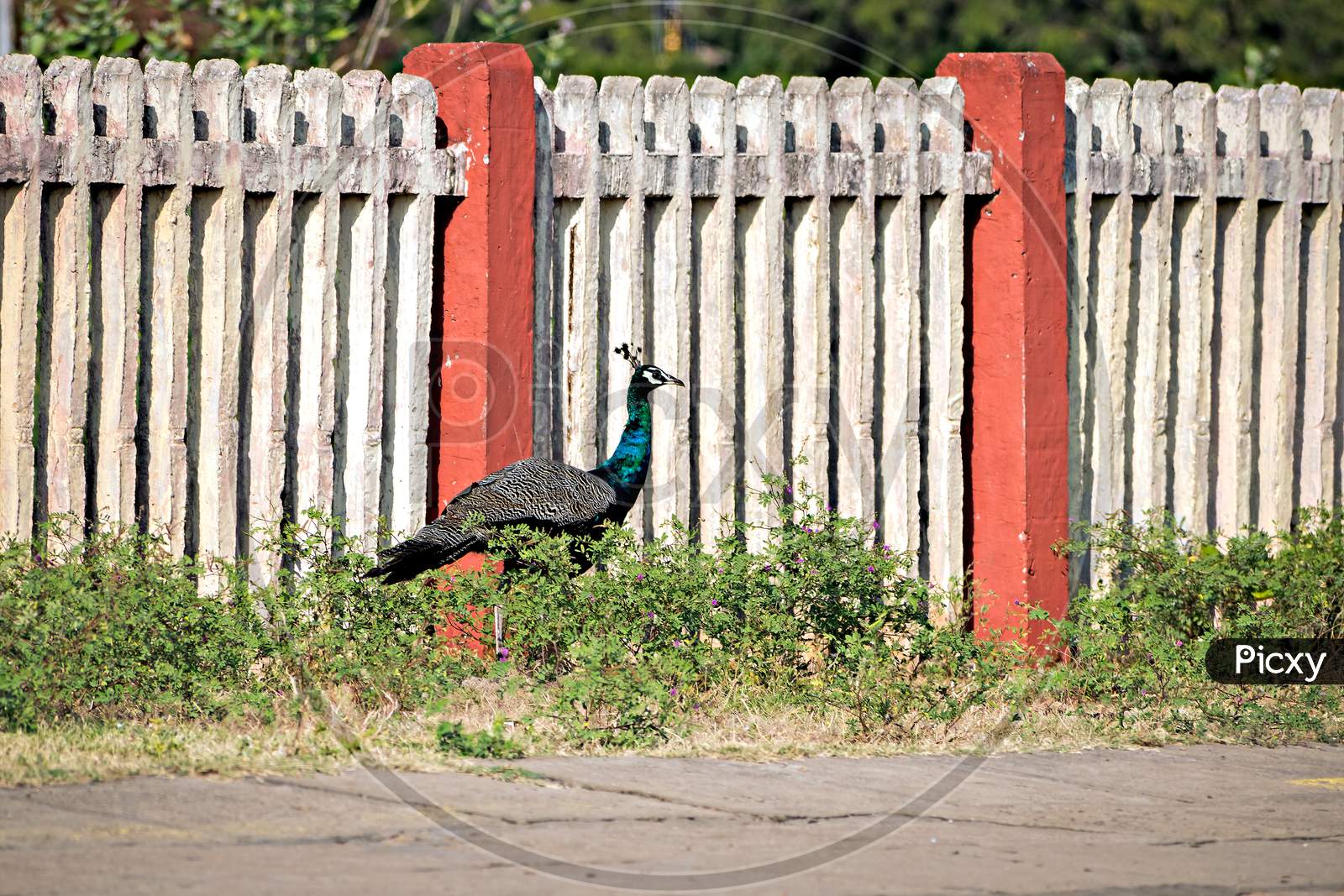 Beautiful Indian Peacock Bird Roaming Freely On The Railway Station Platform.