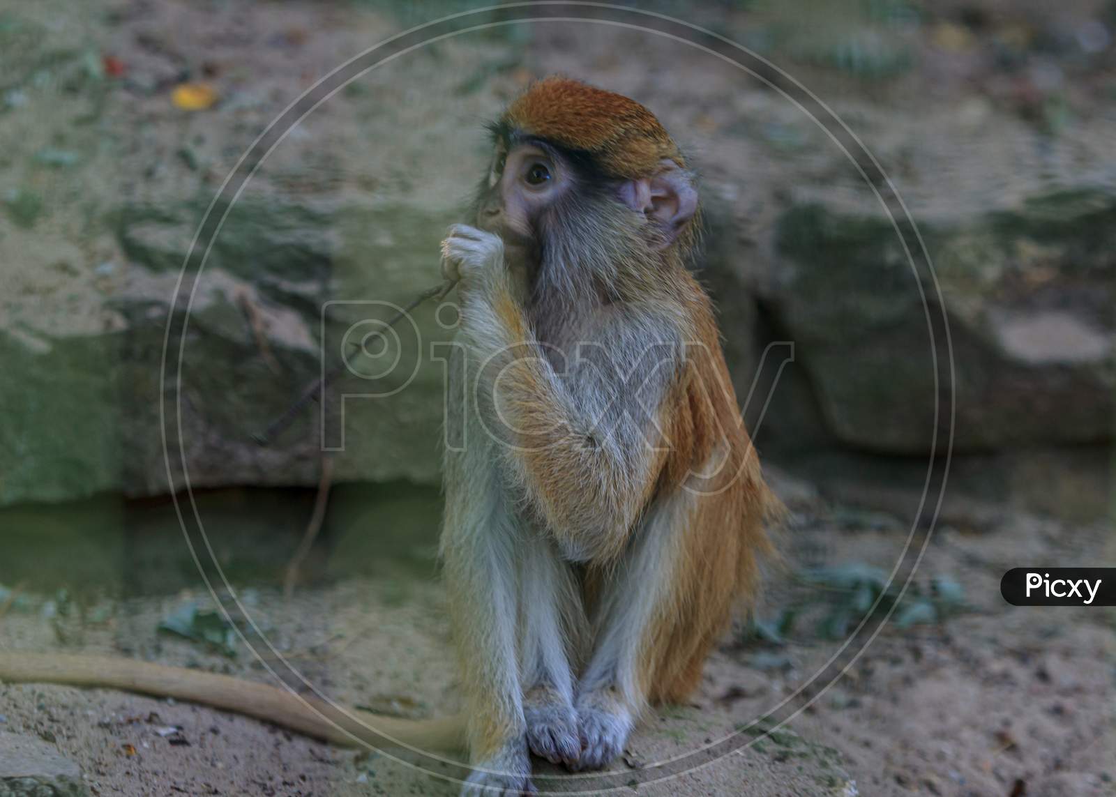 Brown Monkey Sad Primate Sitting In Cage