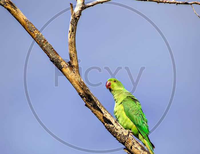 Indian Ring-Necked Parakeet(Psittacula Krameri) Parrot Sitting On Dry Tree Branch.