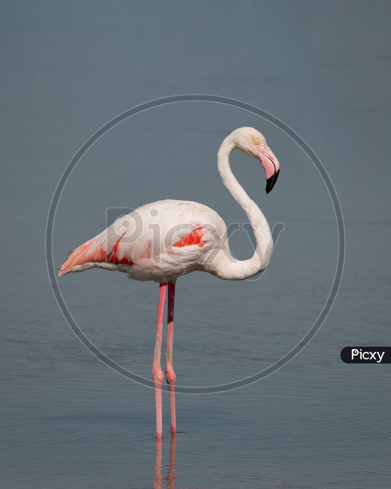 Lone Greater Flamingo
