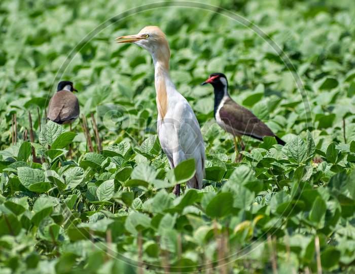 Close Up Image Of Cattle Egret Bird With Red Wattled Lapwing Near Sasan Gir.