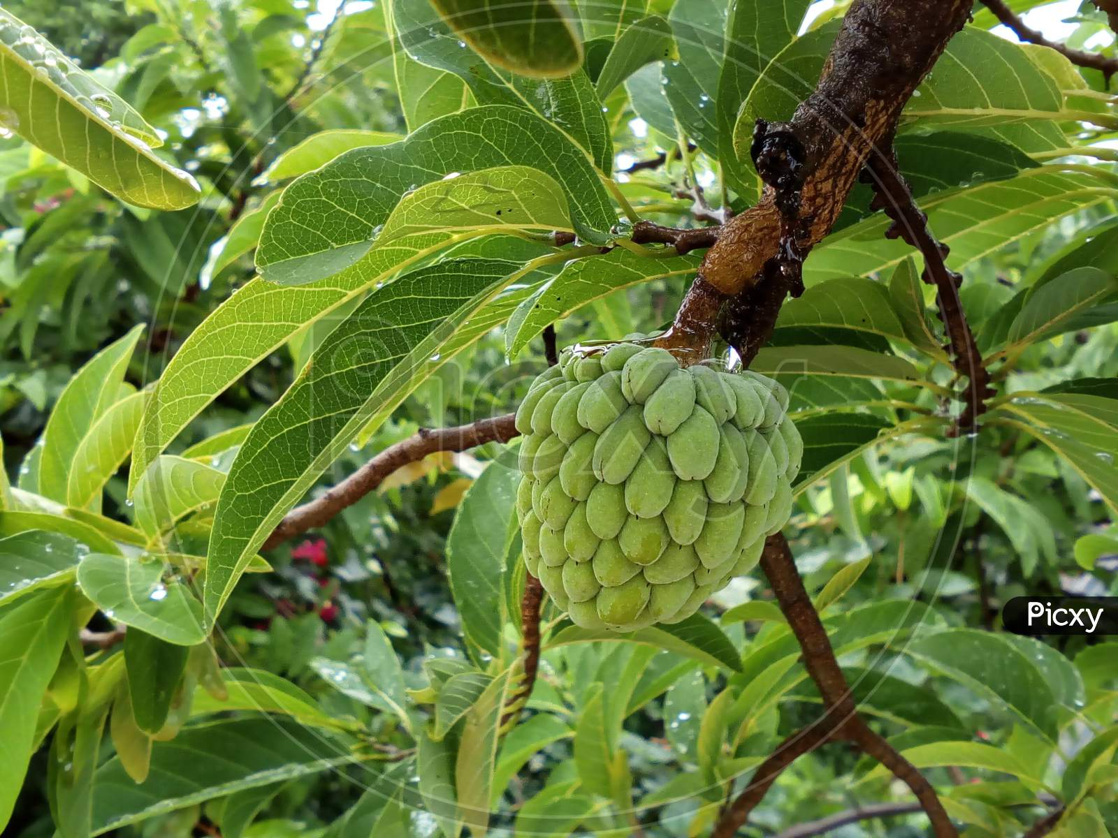 Green custard on a tree branch