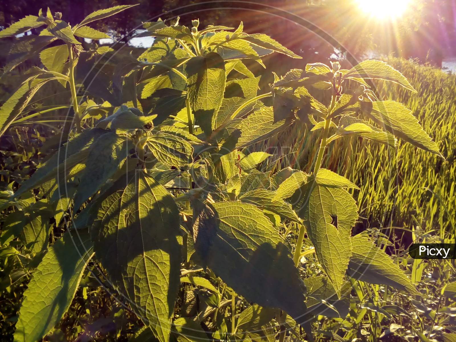 Beautifully illuminated plants due to exposure to sunlight / rays