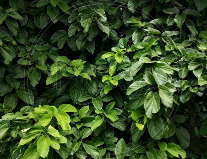 Green teak leaves
