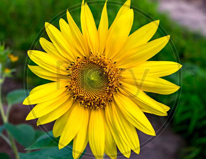 Selective Focus, Isolated Image Of A Sunflower Shinning In The Sunlight.