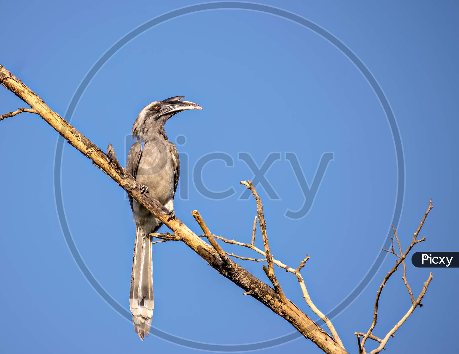 Close Up Image Of Indian Grey Hornbill Sitting On A Dry Tree Branch.