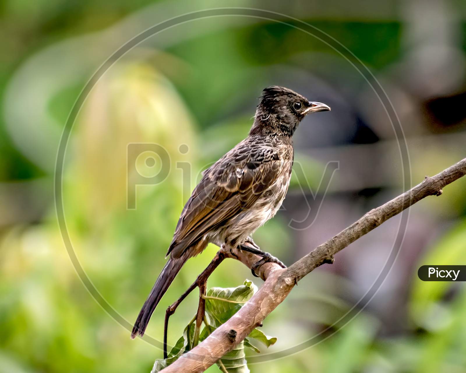 Isolated, Close Up Image Of Red Vented Bulbul Sitting On Dry Tree Branch.